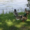 Ducks in Delft 