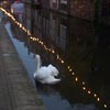 Swan in Delft canal