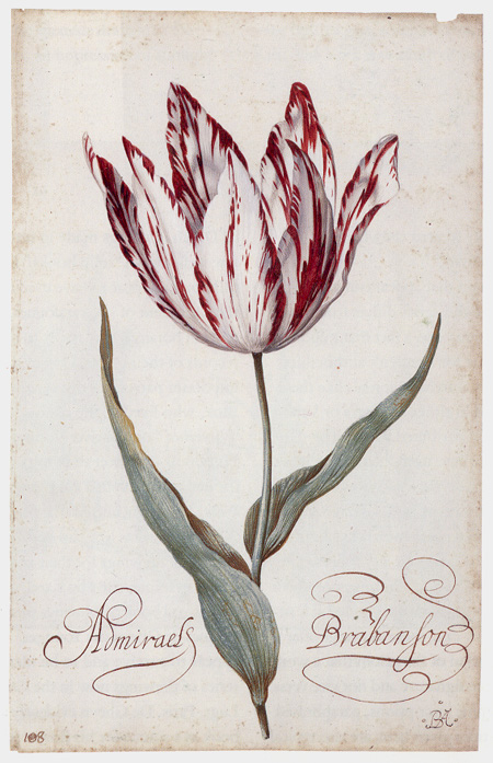 Tulip, Balthasar van der Ast