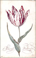 tulip