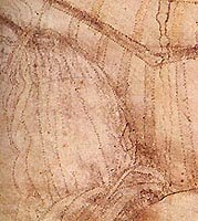 drawing byt leonardo da Vinci