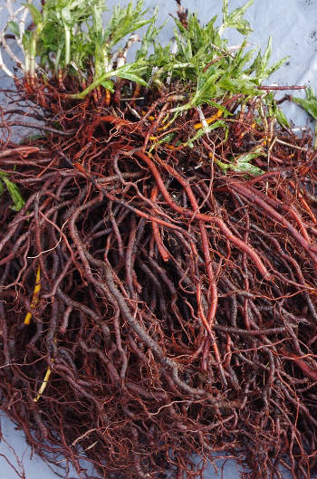 Red madder paint