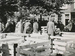 Cattle in the Delft Market
