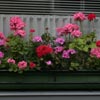 Flowers in Delft