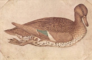 Duck, Pisanello