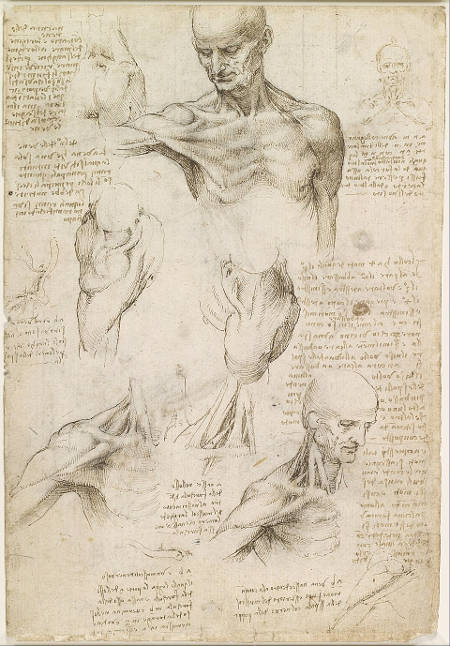 Superficial Anatomy of the Shoulder and Neck (recto, Leonardo da Vinci