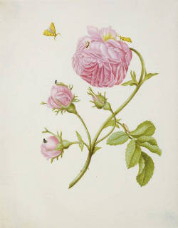 Bushrose with Leaf Miner, Maria Merian