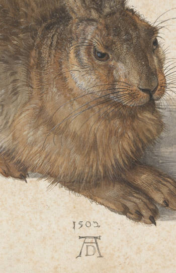 Young Hare (detail), Albrecht Durer