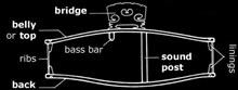 Cross-section through a violin