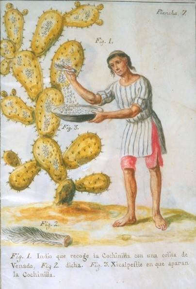 Cochinal pigment