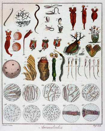 Animalcules Observed by Antoni van Leeuwenhoek,  John Pass after an illustration by Daniel Dodd