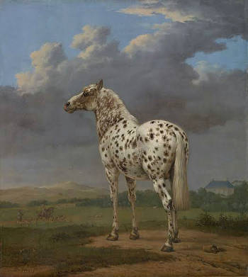 Piebald Horse, Paulus Potter
