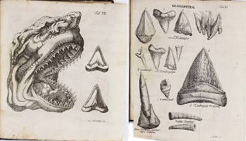 <Dissected Head of a Large Shark Caught near Livorno in October, Giovanni Maria Lancisi