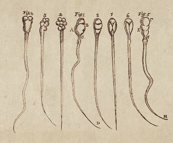 Drawings made by Van Leeuwenhoek of rabbit and of dog sperm